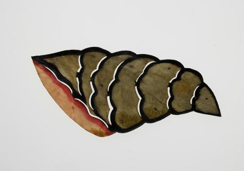 Mollusk shell