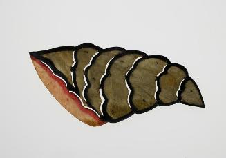 Mollusk shell