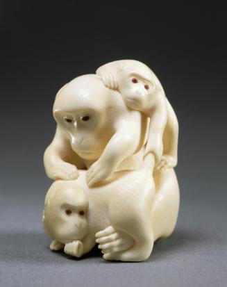 Monkey Family