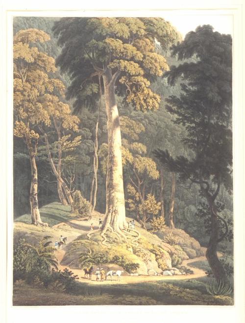 View of the Great Tree from Panoramic Sketch of Prince of Wales