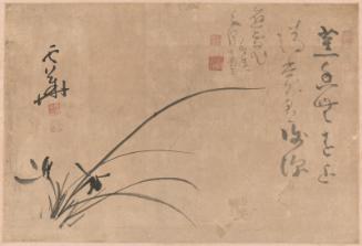 Narcissus and orchid