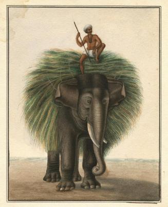 Man on a hay-laden elephant