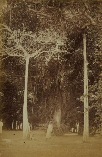 Interior view of the great Banian tree Calcutta
