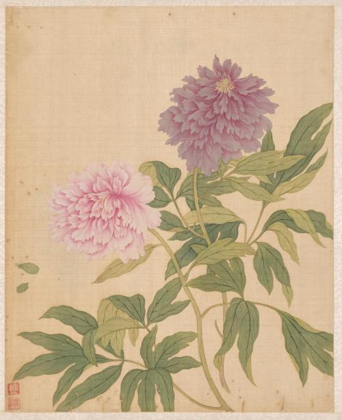 Herbaceous Peony, from the Flowers of the Twelve Months: April