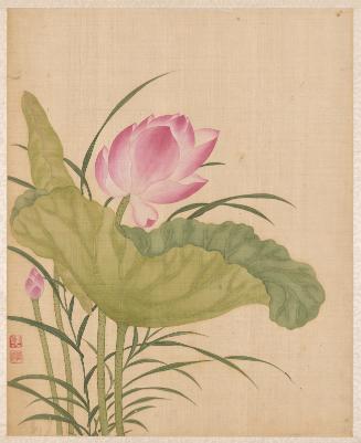 Lotus, from the Flowers of the Twelve Months: June