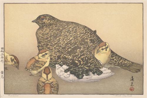 Japanese Rock Ptarmigans