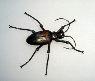 Articulated tiger beetle
