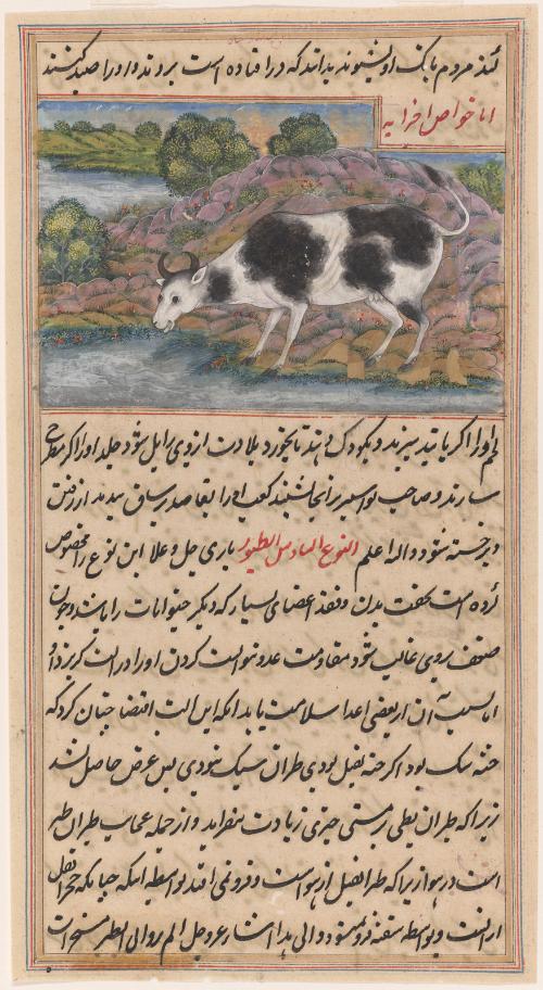 Cow, from a scientific manuscript