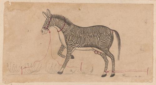 Zebra-like animal