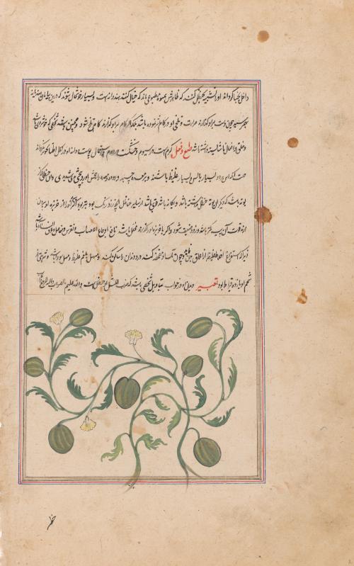 The plant colocynth, perhaps from al-Qazvini's The Wonders of Creation and the Oddities of Existence